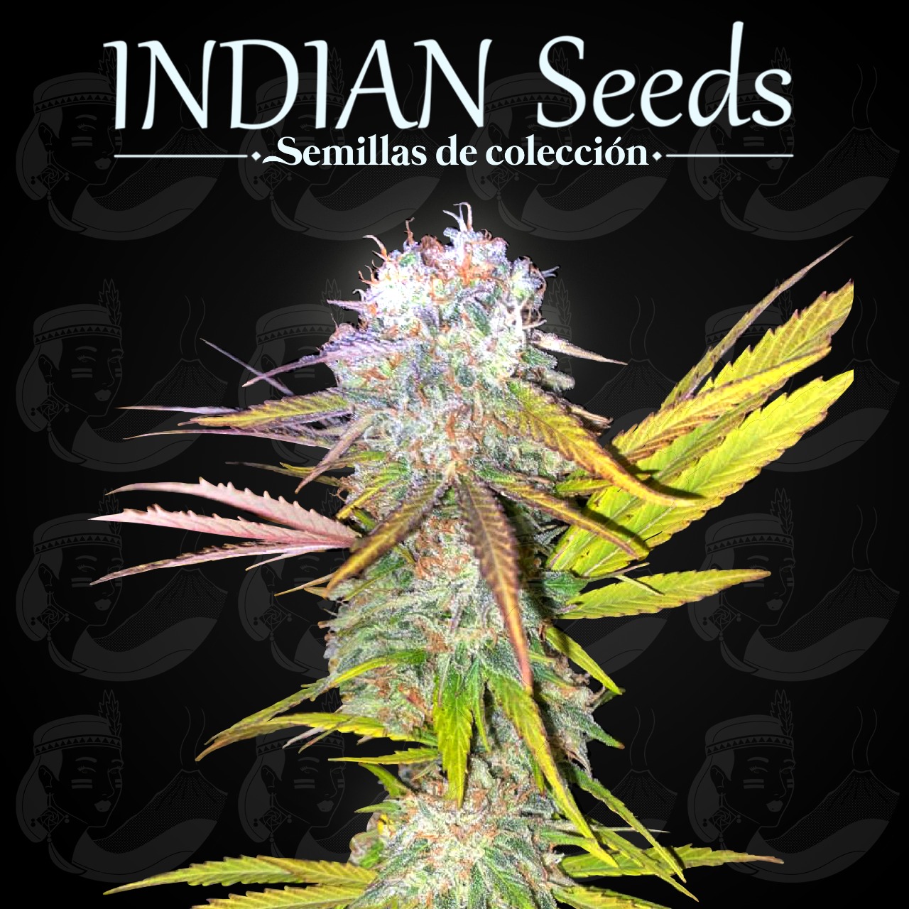TANGIE KUSH INDIAN SEEDS