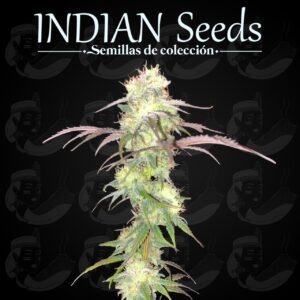 XXL Moby Dick Autoflorecientes x 6